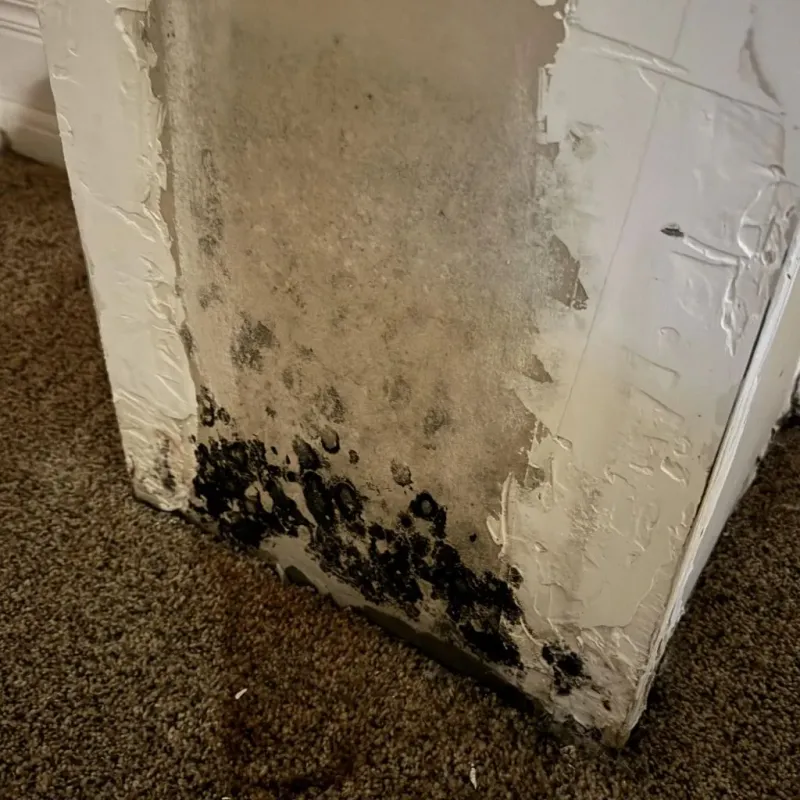 Professional Mold Removal in Mount Gilead, OH